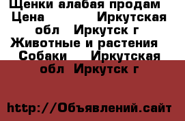 Щенки алабая продам › Цена ­ 8 000 - Иркутская обл., Иркутск г. Животные и растения » Собаки   . Иркутская обл.,Иркутск г.